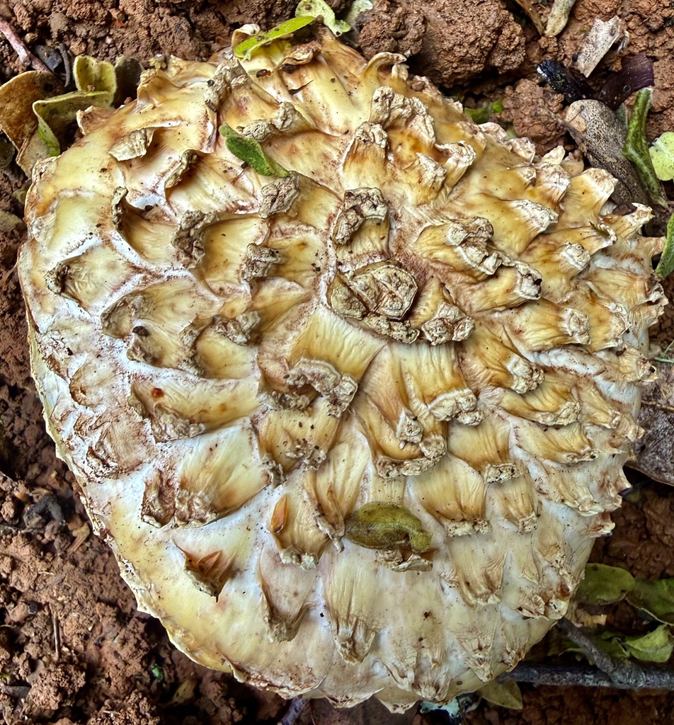 Amanita magniverrucata · April 2026 · photo: © hllrnnr (iNaturalist, cc0)
