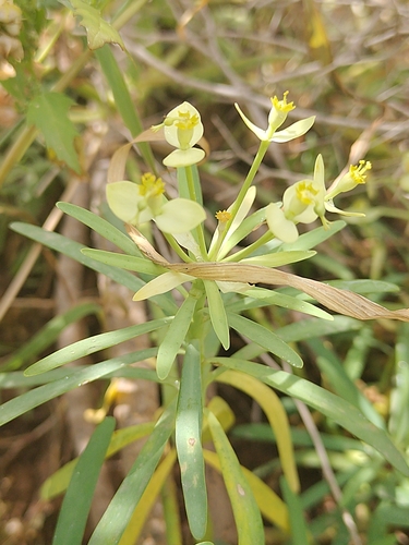 Euphorbia regis-jubae, photograph 6