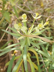 Euphorbia regis-jubae, photograph (c) Loïc Chalmandrier, some rights reserved (CC BY)