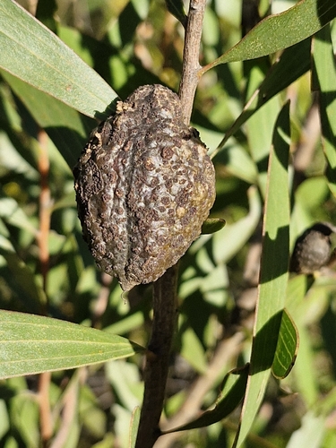 finger hakea (Hakea dactyloides)