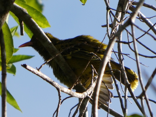Green Oriole (Oriolus flavocinctus)