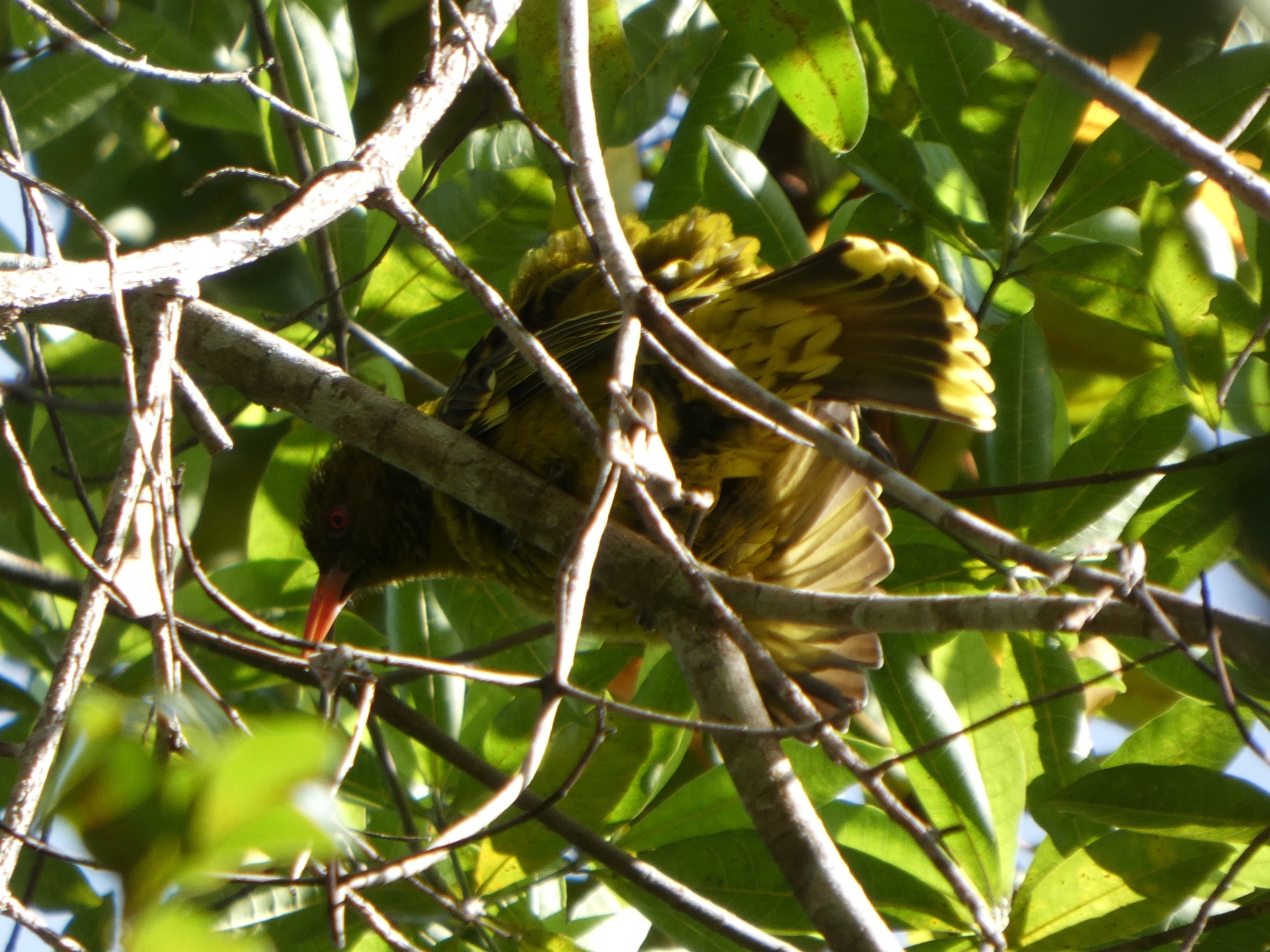 Green Oriole (Oriolus flavocinctus), photo 2
