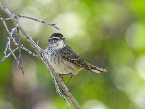 Palm Warbler