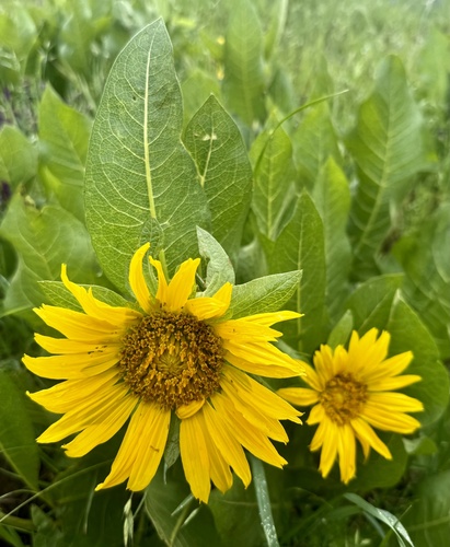 smooth mule-ears (Wyethia glabra)