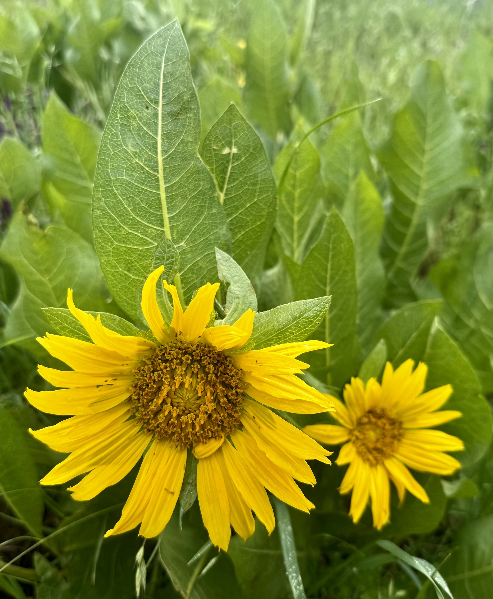 Smooth Mule-Ears (Wyethia glabra)