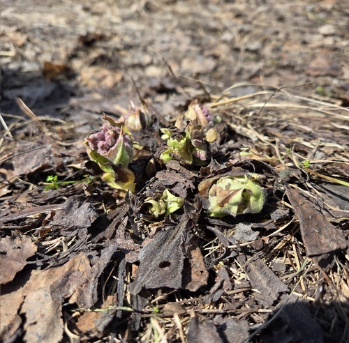 Hairy Lungwort (Pulmonaria mollis)