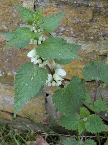White deadnettle (Lamium album)