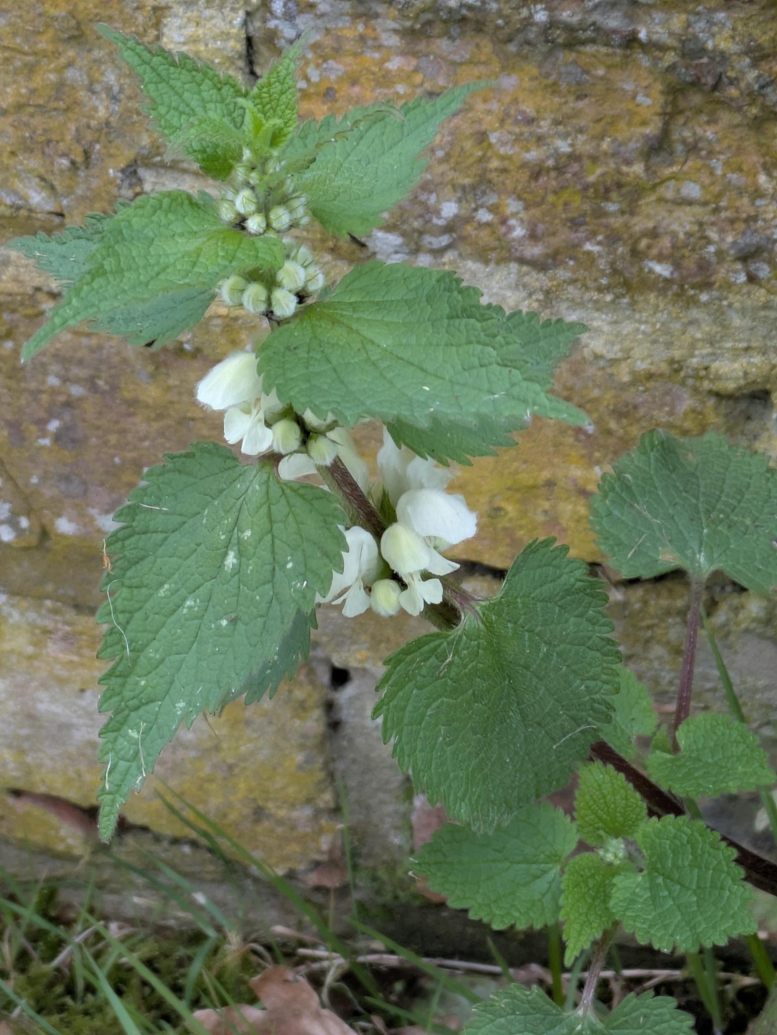 White Deadnettle (Lamium album)