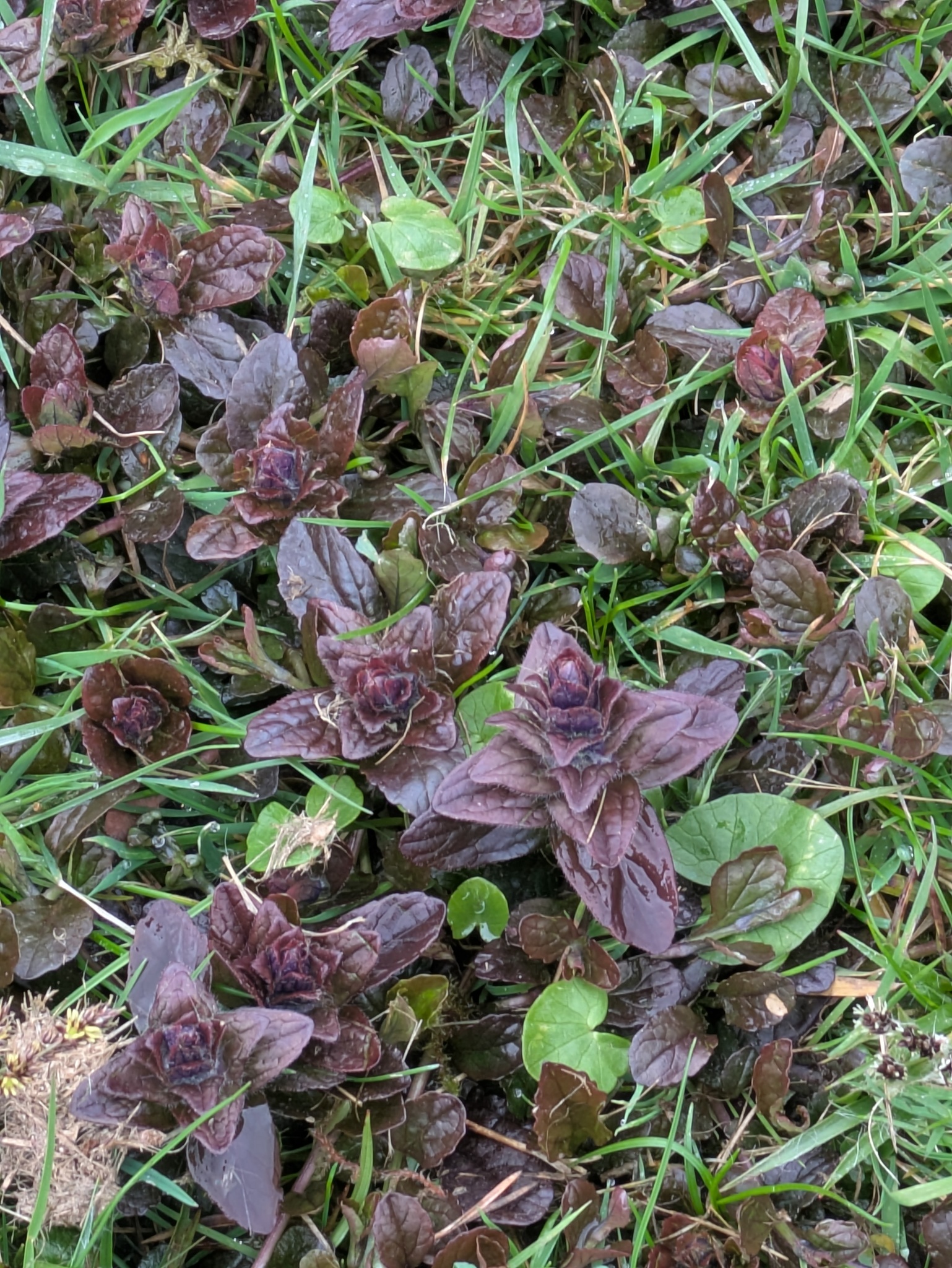 Carpet Bugle (Ajuga reptans)