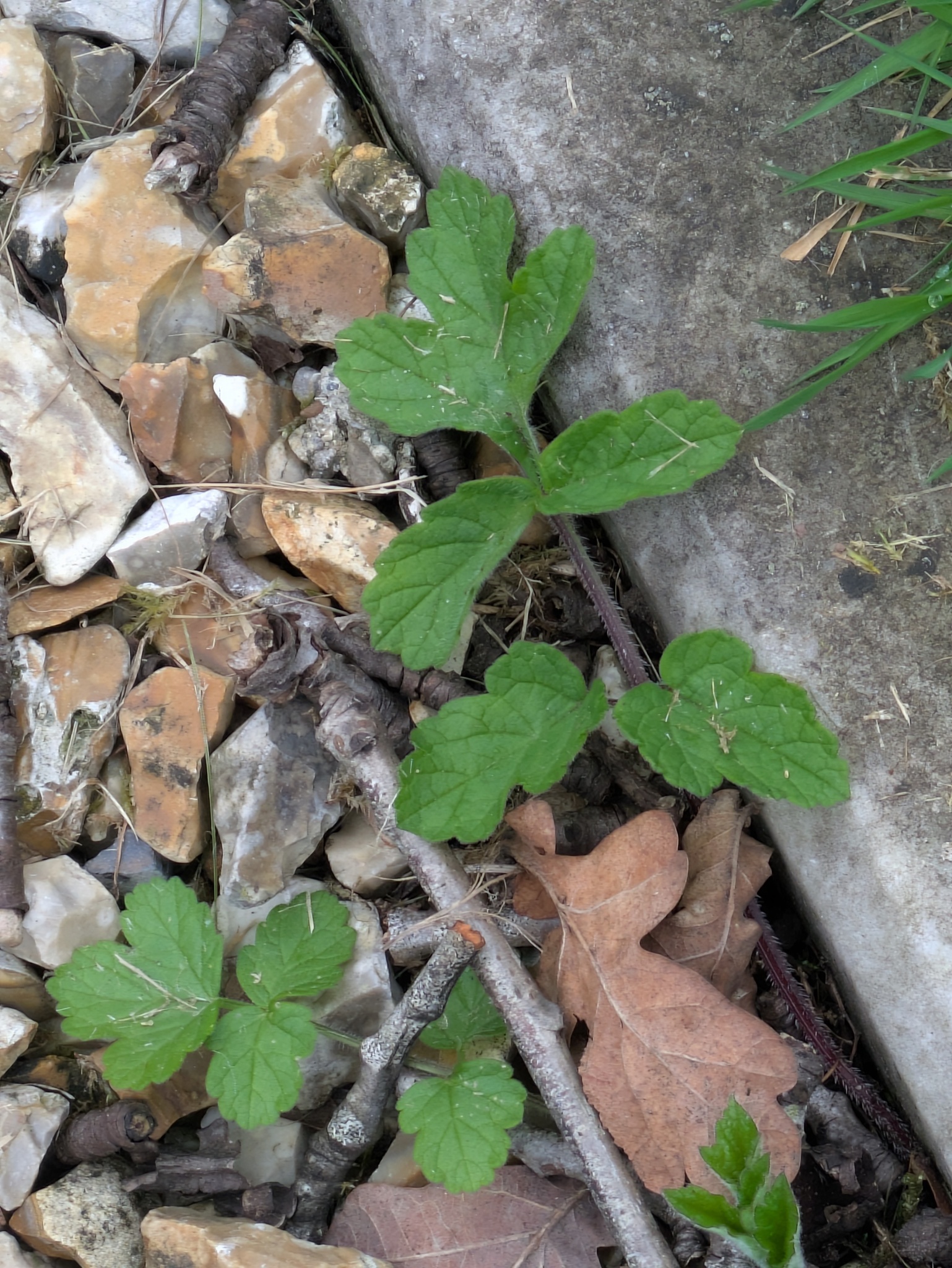Hogweed (Heracleum sphondylium)