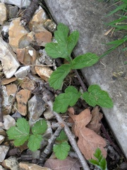 Berce Commune (Heracleum sphondylium)