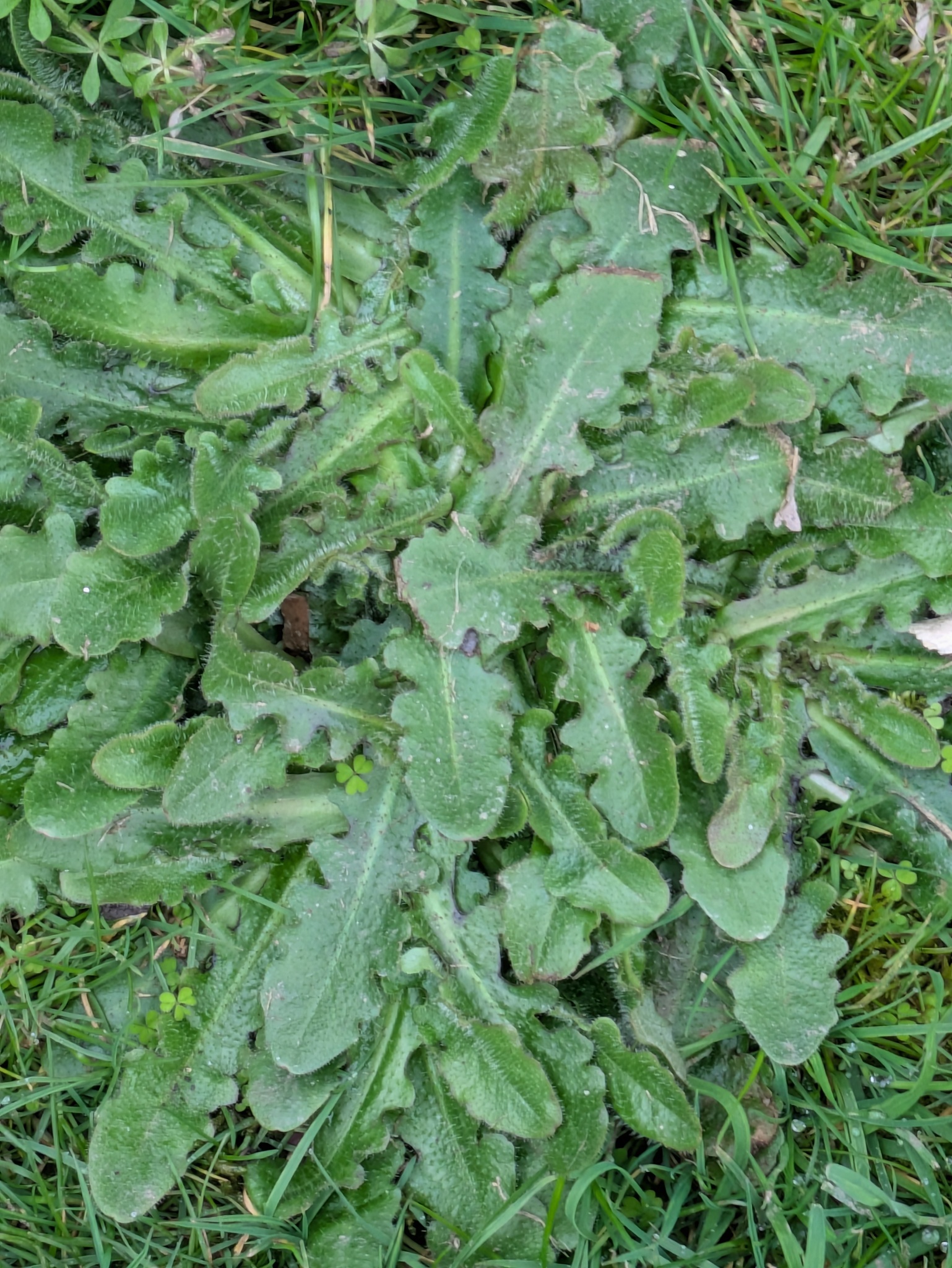 Hairy Cat's Ear (Hypochaeris radicata)