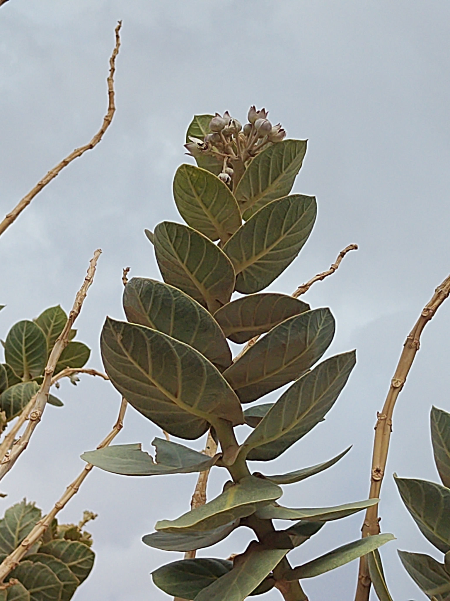 Roostertree (Calotropis procera)