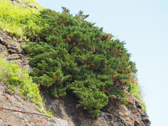 Juniperus chinensis sargentii