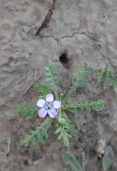 Gilia mexicana