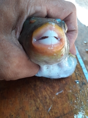 Arothron immaculatus