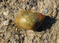 Ampullaceana balthica