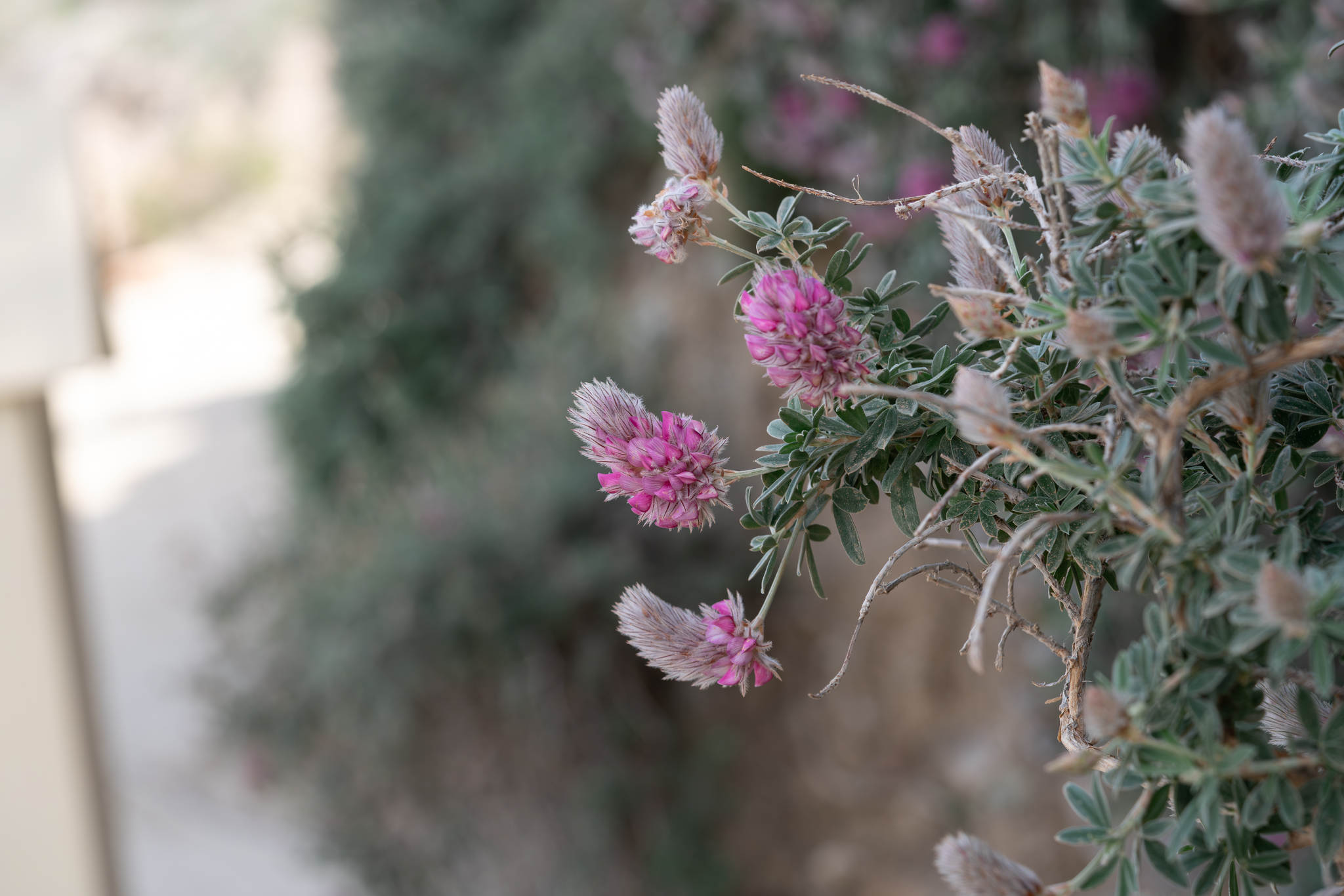 Ebenus Cretica (Ebenus cretica)