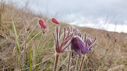 Meadow Pasqueflower (Pulsatilla pratensis)