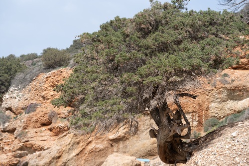 Juniperus turbinata (Juniperus turbinata)