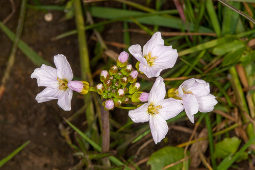 Cuckoo Flower (Cardamine pratensis)