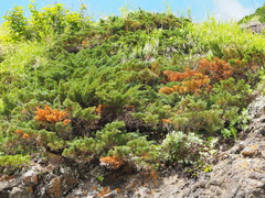 Juniperus chinensis sargentii