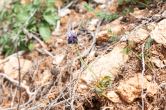 Muscari commutatum, photograph (c) Eleftherios Katsillis, some rights reserved (CC BY)