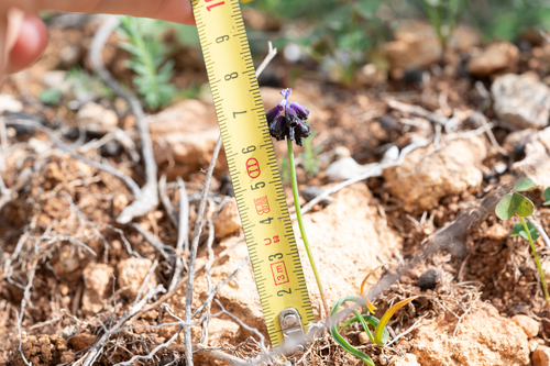 Muscari commutatum, photograph 5