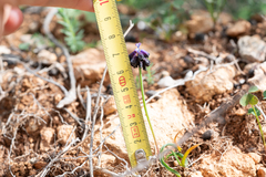 Muscari commutatum, photograph (c) Eleftherios Katsillis, some rights reserved (CC BY)