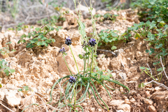 Muscari commutatum, photograph (c) Eleftherios Katsillis, some rights reserved (CC BY)