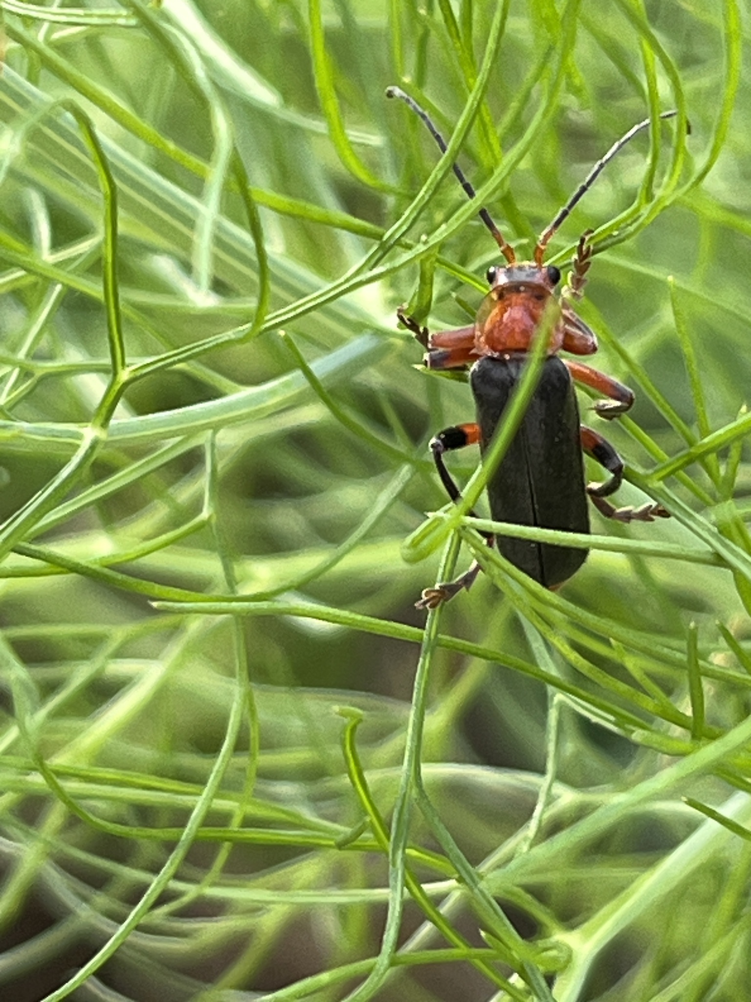 Cantharis livida