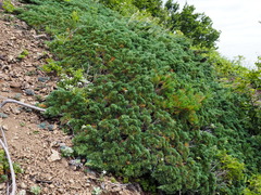 Juniperus chinensis sargentii