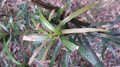 Podocarpus madagascariensis