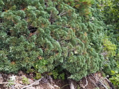 Juniperus chinensis sargentii