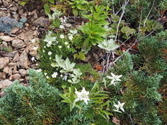 Juniperus chinensis sargentii