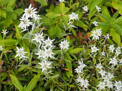 Leontopodium discolor