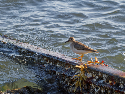 Spotted Sandpiper