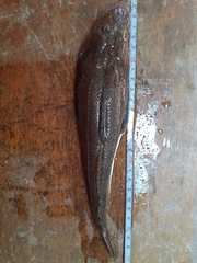 Platycephalidae