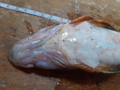 Platycephalidae