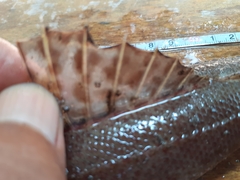 Platycephalidae