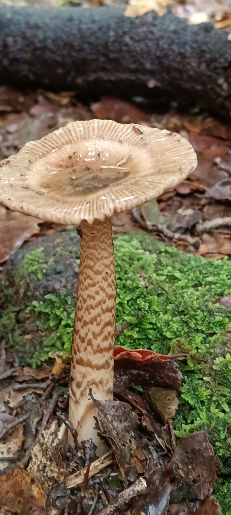 Amanita pekeoides · April 2026 · photo: © felixcollins (iNaturalist, cc0)