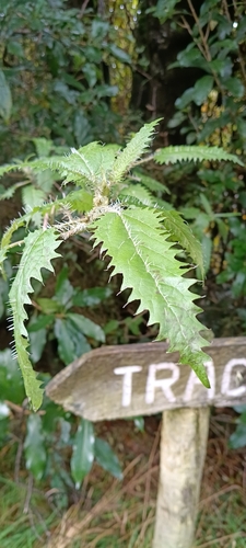 Tree Nettle (Urtica ferox)