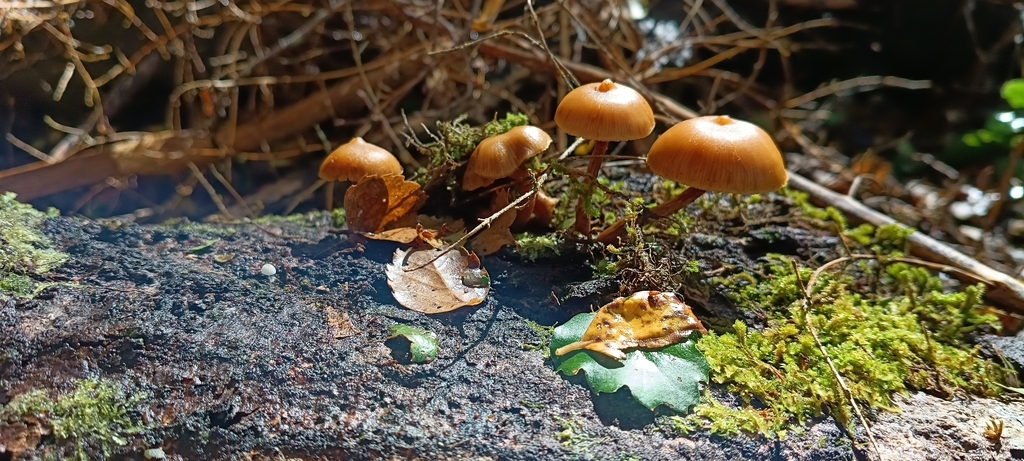 Galerina patagonica · April 2026 · photo: © felixcollins (iNaturalist, cc0)
