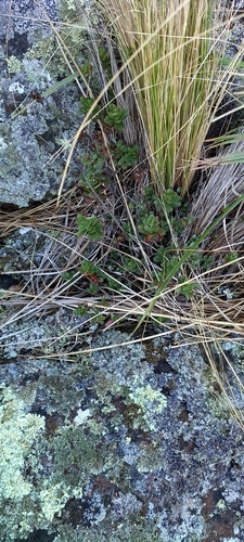 Banks Peninsula Sun Hebe (Veronica lavaudiana)
