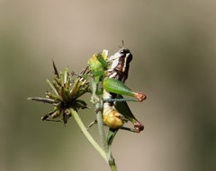 Phaedrotettix violai