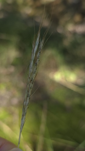 Redleg Grass (Bothriochloa macra)