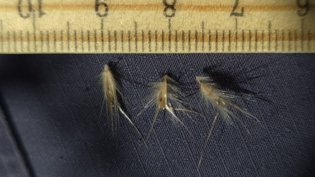 Rytidosperma fulvum; photograph (c) Petra Holland, some rights reserved (CC BY)