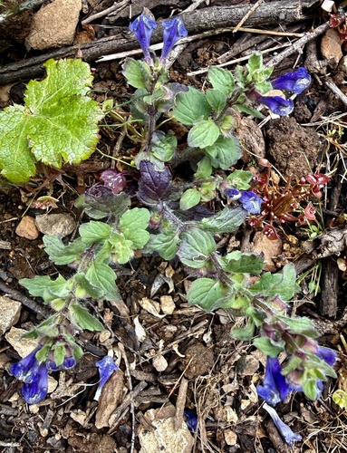 Scutellaria tuberosa, photograph 3