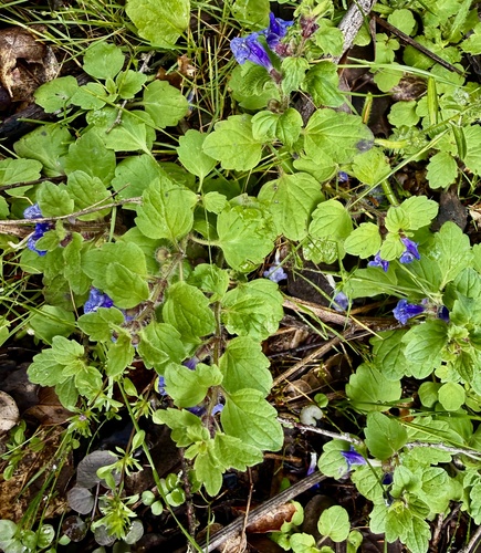 Scutellaria tuberosa, photograph 4