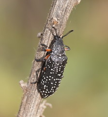 Rhipiceridae